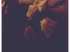 Stilleven 4