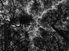 the-shy-parasol-pines-2